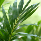 Howea Forsteriana - Kentia Palm - Weinig Onderhoud - Groen - 1 Plant - met Potter Wit - Pot 21cm - Hoogte 120-130cm