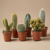 Succulenten Set van 6 in Keramische Mini Potjes Barcelona -  ↑ 8–12 cm
