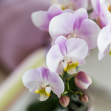 Kolibri Orchids | Gift set Moederdag Big | Groene plant met roze Phalaenopsis orchidee in Simplicity sierpotten roze op bamboe plate