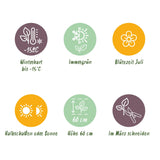 Siergrassen - Carex comans Frosted Curls - Groen - 4 Planten - Bladhoudend - Weinig Onderhoud - Pot 17cm Hoogte 50cm