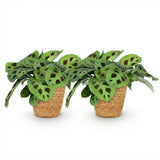 Maranta Fascinator Kerchoveana - Zebraplant - Huisdiervriendelijke Plant - Groen - 2 Planten - met Mand - Pot 12cm - Hoogte 25cm