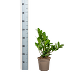 Zz-plant / Zamioculcas Zamiifolia - ↕45cm - Ø17cm