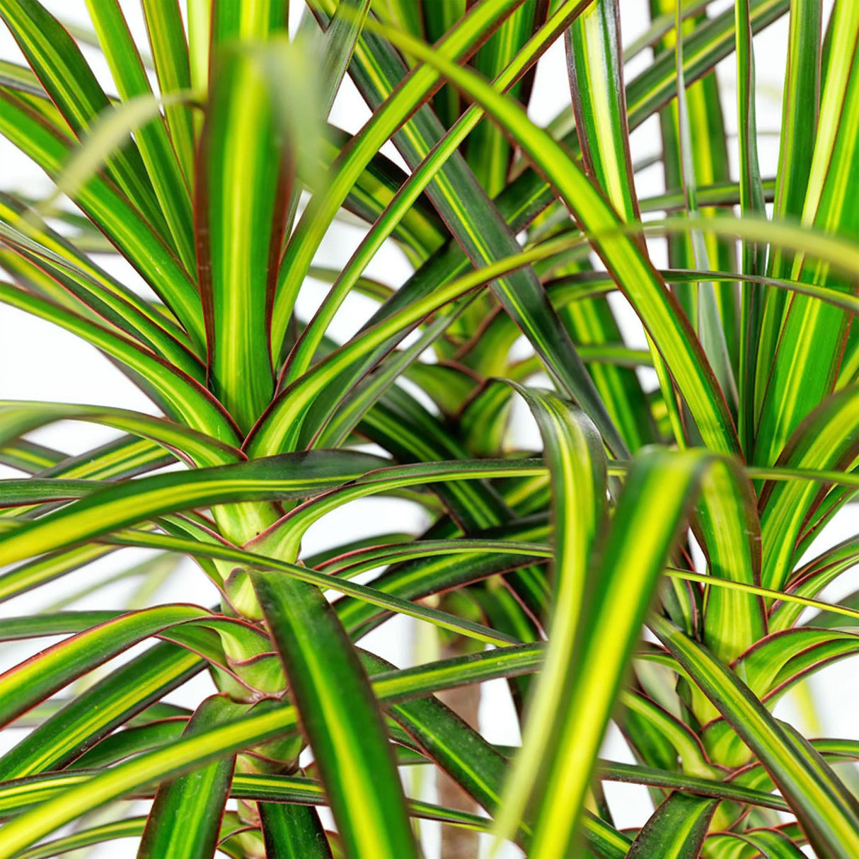 Dracaena Sunray - Drakenbloedboom - Weinig onderhoud - Groen - 1 Plant - met Potter Grijs - Pot 21cm - Hoogte 90-100cm