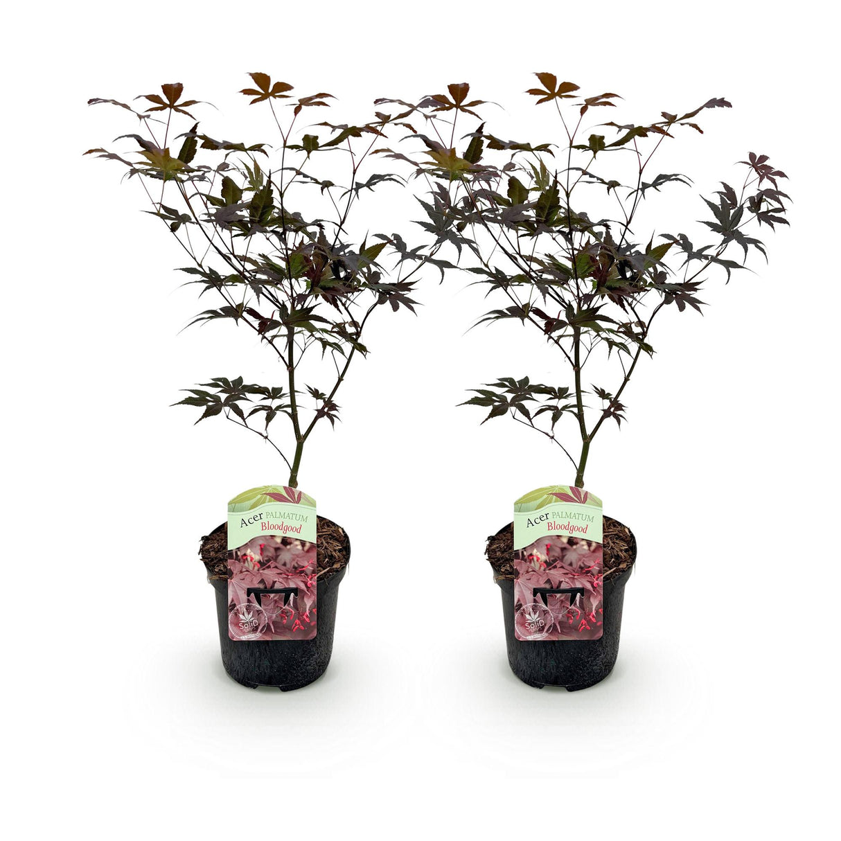 Green boutiQ - Terrasplant - Japanse Esdoorn - Acer palmatum Bloodgood - Rood - 2 Planten - Bladverliezend - Pot 19cm Hoogte 70cm