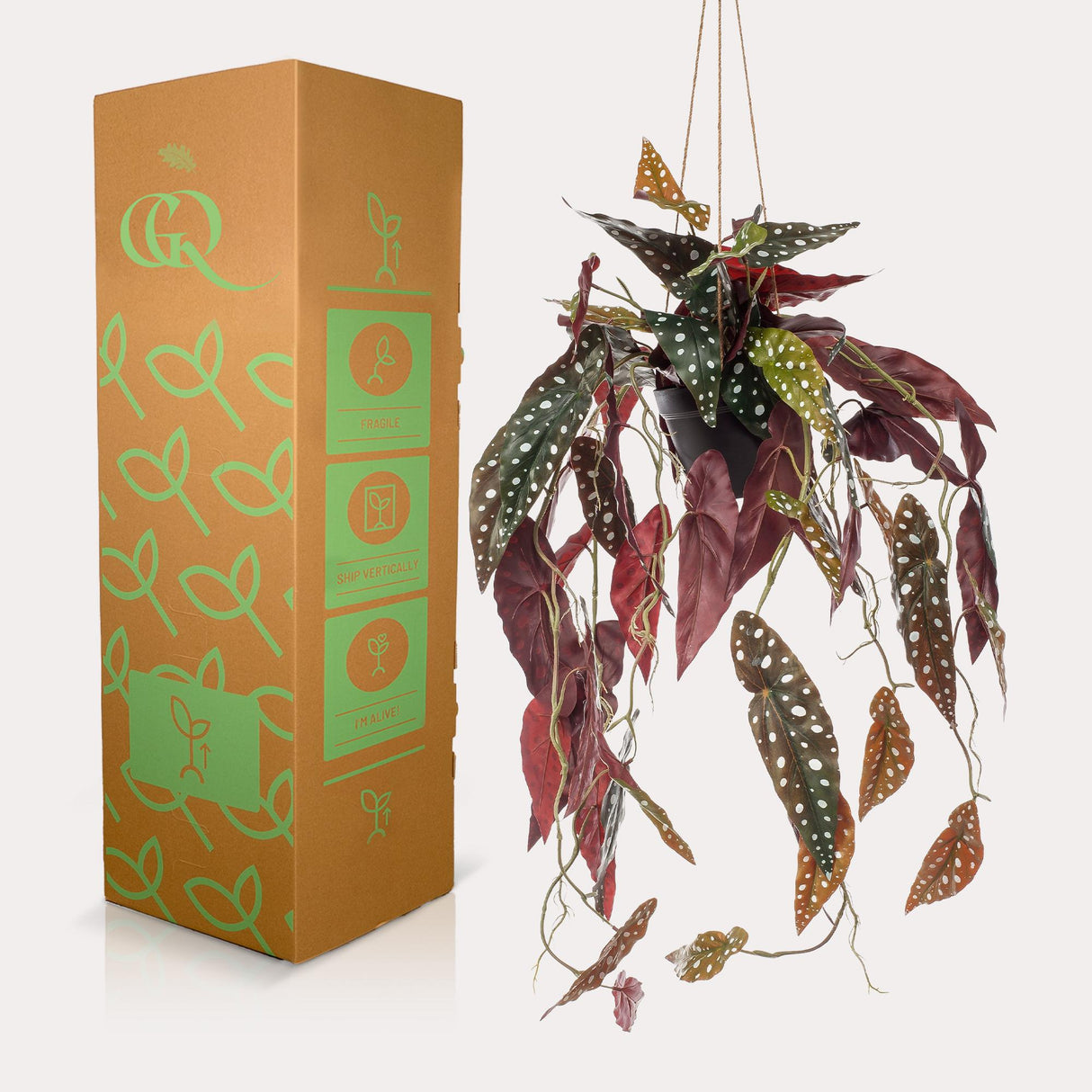 Kunstpflanze - Begonia Maculata - Gepunktete Begonie - 80 cm