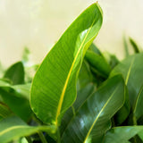 Strelitzia Nicolai - Paradijsvogelbloem - Weinig onderhoud - Groen - 1 Plant - met Potter Wit - Pot 21cm - Hoogte 110-120cm