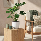 Monstera Deliciosa - Gatenplant - Weinig onderhoud - Groen - 1 Plant - met Potter Wit - Pot 21cm - Hoogte 70-80cm