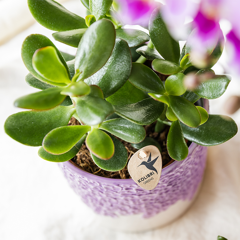 Plantenset Bloom Purple | Paarse Vienna orchidee + groene planten incl. sierpotten