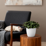 Calissia repens - Kattengras - Huisdiervriendelijk - Groen - 4 Planten - met Potter Wit - Pot 12cm - Hoogte 17-20cm