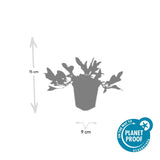 48x Persicaria aff. 'Darjeeling Red' - ↕10-25cm - Ø9cm