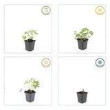 48x Geranium sang. 'Album' - ↕10-25cm - Ø9cm