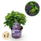 Hortensia - Hydrangea Forever & Ever - Paars - 7-12 Bloemen - 2 Planten - Pot 23cm Hoogte 55cm