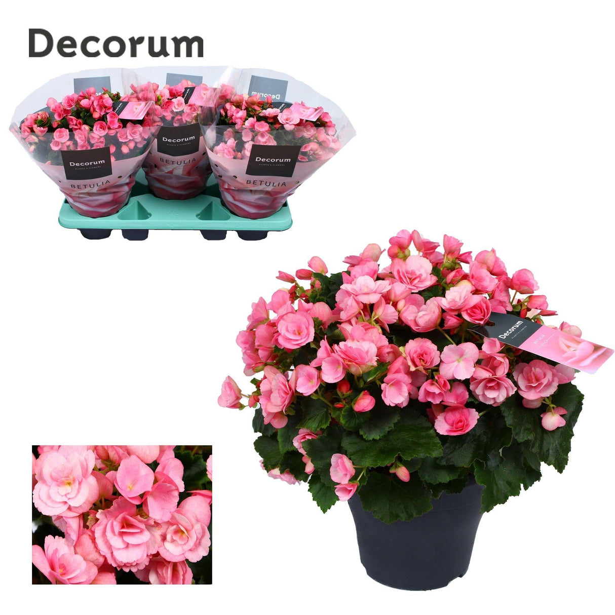 Begonia Betulia ''candy'' Roze Decorum - Ø19cm - ↕35cm