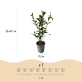 Green boutiQ - Haagplanten - Ligustrum ovalifolium - blad groen - 8 planten - 1 strekkende meter - groenblijvend - pot 9cm hoogte 35-40cm