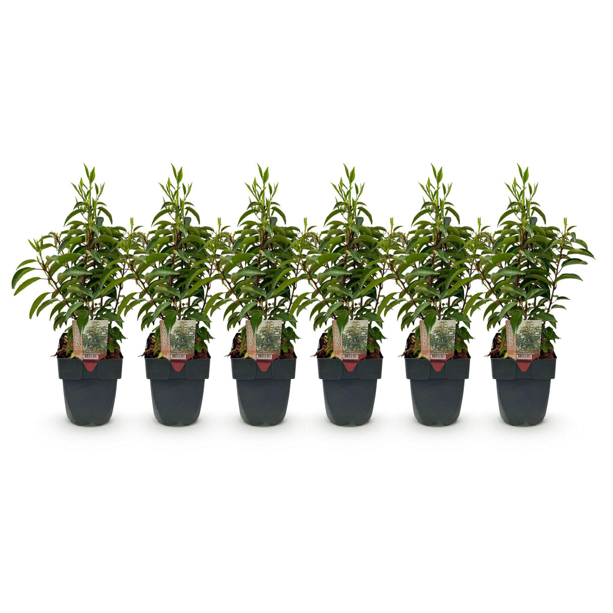 Haagplanten - Prunus lusitanica Angustifolia - blad groen - 6 planten - 1 strekkende meter - groenblijvend - pot 17cm hoogte 50cm