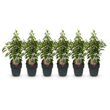 Haagplanten - Prunus lusitanica Angustifolia - blad groen - 6 planten - 1 strekkende meter - groenblijvend - pot 17cm hoogte 50cm