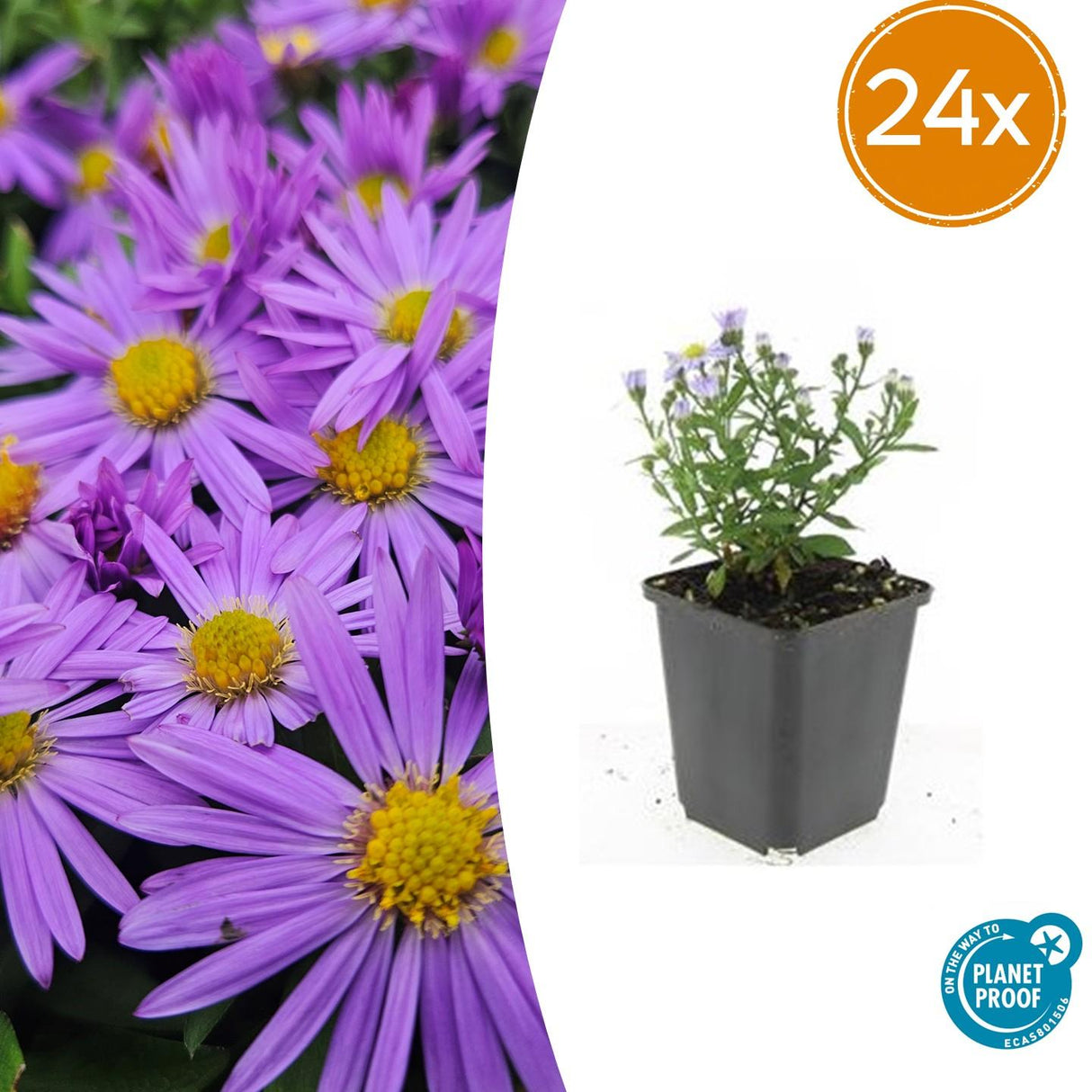 24x Aster (D) 'Prof. Anton Kippenberg'  - ↕10-25cm - Ø9cm