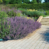 48x Nepeta 'Six Hills Giant' - ↕10-25cm - Ø9cm