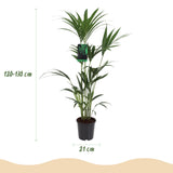 Howea Forsteriana - Kentia Palm - Weinig Onderhoud - Groen - 1 Plant - met Mand - Pot 21cm - Hoogte 120-130cm