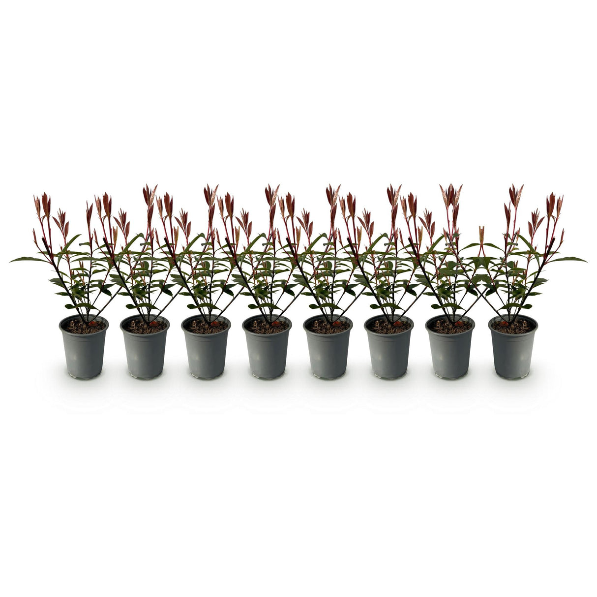 Green boutiQ - Haagplanten - Photnia fraseri Carre Rouge - blad rood groen - 8 planten - 1 strekkende meter - groenblijvend - pot 9cm hoogte 30-35cm