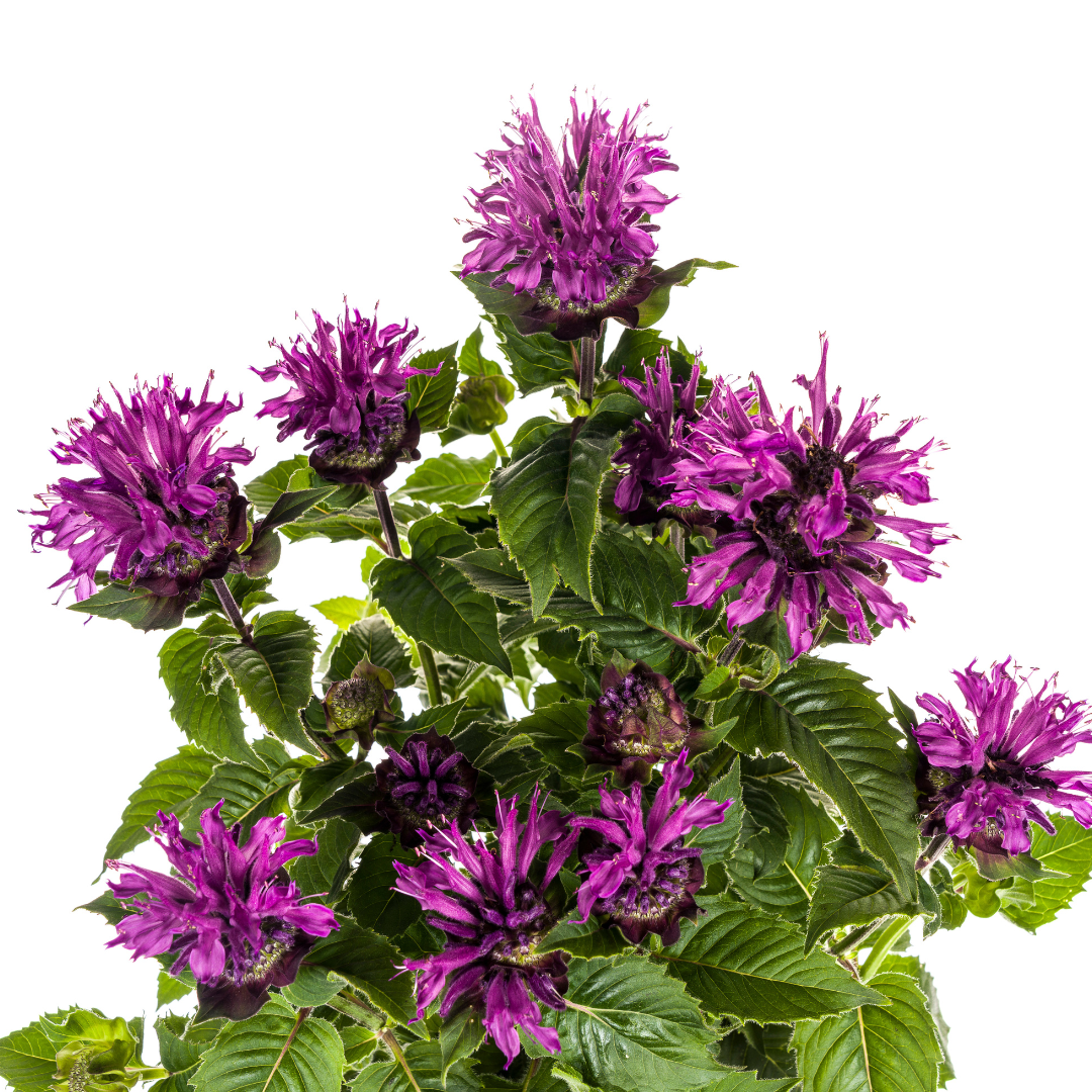 Monarde Didyma Pourpre Ø19cm - ↕45 - 60cm