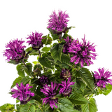 Monarde Didyma Pourpre Ø19cm - ↕45 - 60cm