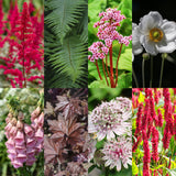 Borderpakket - Schaduw - 24 Vaste planten - 3 m2 - Diversen kleuren - Weinig Onderhoud - Pot 11cm