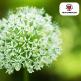 Allium White Giant 5 pièces