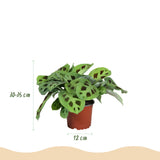 Maranta Fascinator Kerchoveana - Zebraplant - Huisdiervriendelijke Plant - Groen - 2 Planten - met Potter Grijs - Pot 12cm - Hoogte 25cm