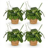 Maranta Fascinator Lemon Lime - Gebedsplant - Huisdiervriendelijke Plant - Groen - 4 Planten - met Mand - Pot 12cm - Hoogte 25cm