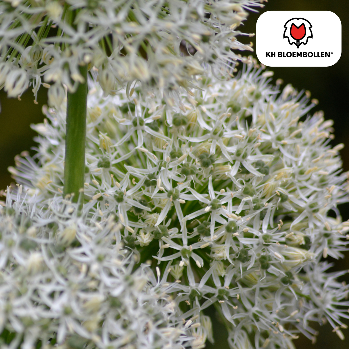 Allium White Giant 5 pièces