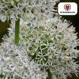 Allium White Giant 5 pièces