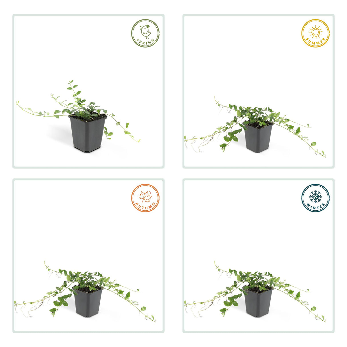 6x Vinca minor 'Alba' - ↕10-25cm - Ø9cm