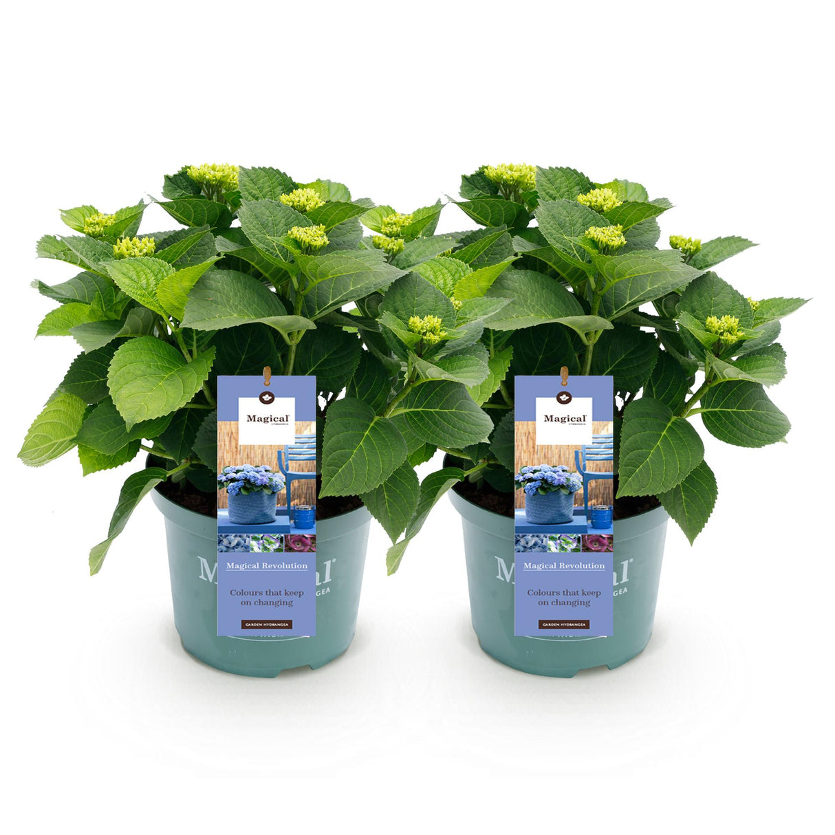 Hortensia - Hydrangea Magical Revolution Blue - Blauw - 6-10 Bloemen - 2 Planten - Pot 23cm Hoogte 55cm