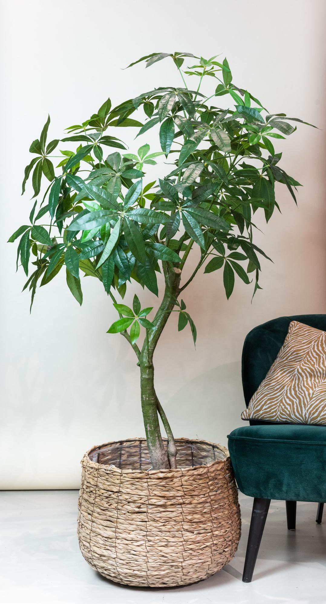 Kunstpflanze - Pachira Aquatica - Geldbaum - 180 cm