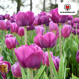 Tulpenbollen Purple Prince – 20 Stuks | KH Bloembollen® | Paars-Violet Tulp – Krachtig & Koninklijk – Voor Tuin of Pot – Maat 11/12 – Vers van de Teler
