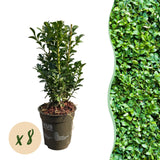 Green boutiQ - Haagplanten - Buxus sempervirens -  blad groen - 8 planten - 1 strekkende meter - groenblijvend - pot 9cm hoogte 20-25cm