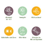 Green boutiQ - Haagplanten - Ligustrum ovalifolium Aureum - blad geel groen - 8 planten - 1 strekkende meter - groenblijvend - pot  9cm hoogte 35-40cm