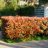 Green boutiQ - Haagplanten - Photinia fraseri Red Robin - groen rood  - 6 planten - 1 strekkende meter - groenblijvend - pot 17cm hoogte 50cm