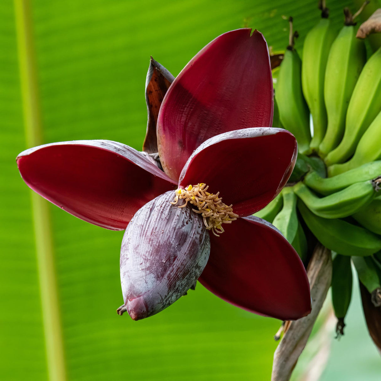 Green boutiQ - Fruitplant - Bananen plant - Musa sikkemensis Red Tiger - Winterhard - 6 planten - Pot 12cm Hoogte 30cm