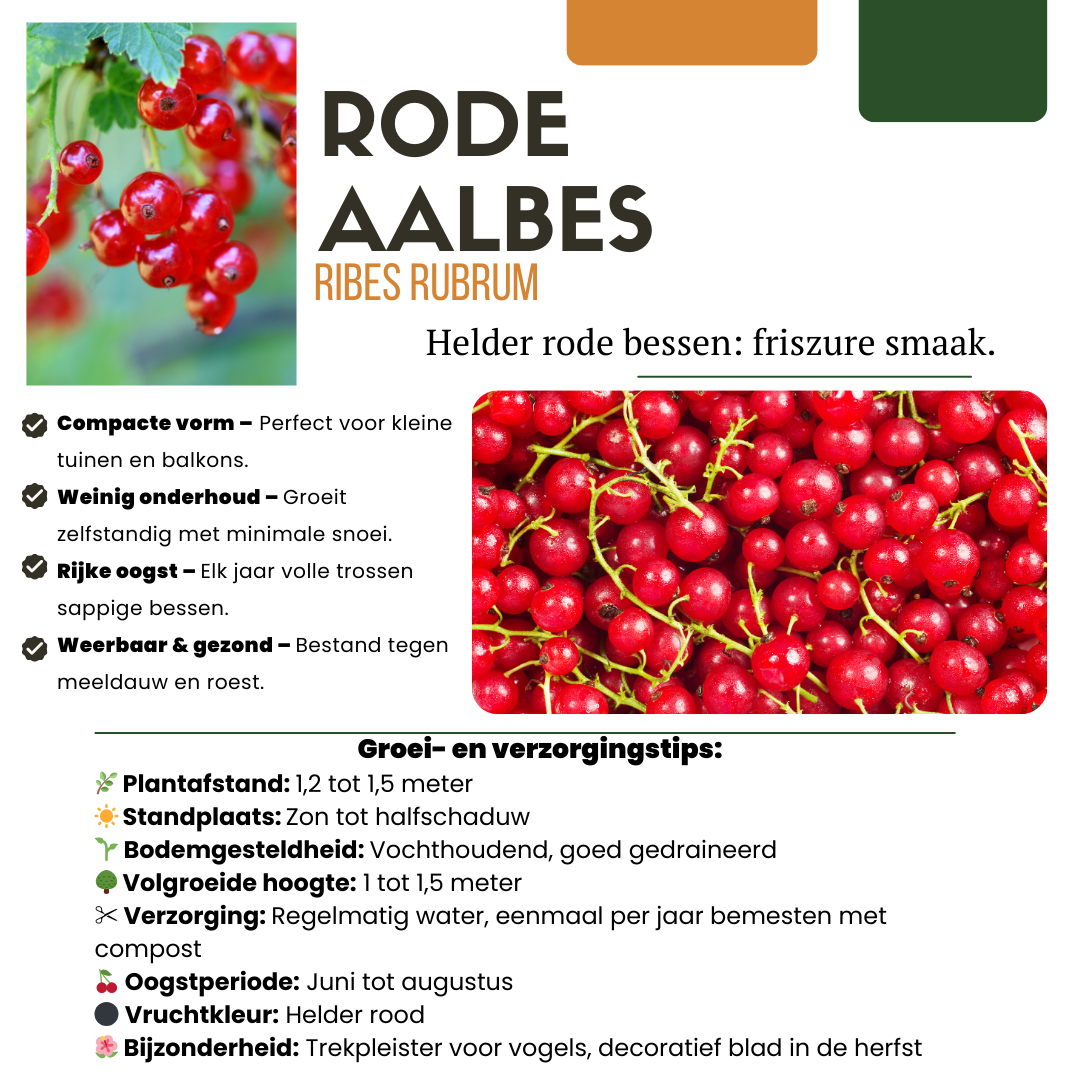 "Vruchten oase" BIO Fruitplanten mix set van 5 verschillende soorten