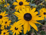 48x Zonnehoed / Rudbeckia fulgida 'Goldsturm' – ↕10cm – ⌀9 cm