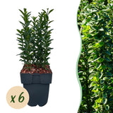 Green boutiQ - Haagplanten - Euonymus japonica Green Spire -  blad groen - 6 planten - 1 strekkende meter - groenblijvend - pot 17cm hoogte 40cm