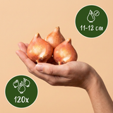 120x Tulipa Triumph White - Triomftulp - Wit - Voorjaarsbloeier - Bolmaat 11/12