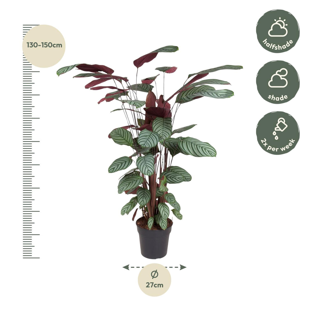 Calathea Oppenheimiana - 130 cm - ø27