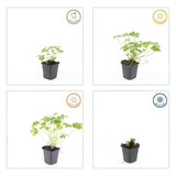 6x Geranium macr. 'Czakor' - ↕10-25cm - Ø9cm