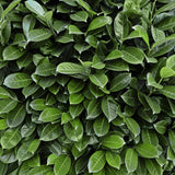 Green boutiQ - Haagplanten - Prunus laurocerasus Novita - blad groen - 8 planten - 1 strekkende meter - groenblijvend - pot 9cm hoogte 30-35cm