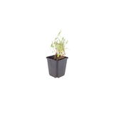 12x Gaura lindheimeri - ↕10-25cm - Ø9cm
