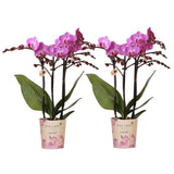 Kolibri Orchids | COMBI DEAL van 2 Phalaenopsis orchideeën - Vienna - potmaat Ø9cm | bloeiende kamerplant - vers van de kweker