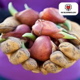 Tulpenbollen Candy Apple Delight – 20 Stuks | KH Bloembollen® | Rood-Witte Tulp – Frisse & Vrolijke Mix – Cadeau voor Tuin of Pot – Maat 11/12 – Vers van de Teler!